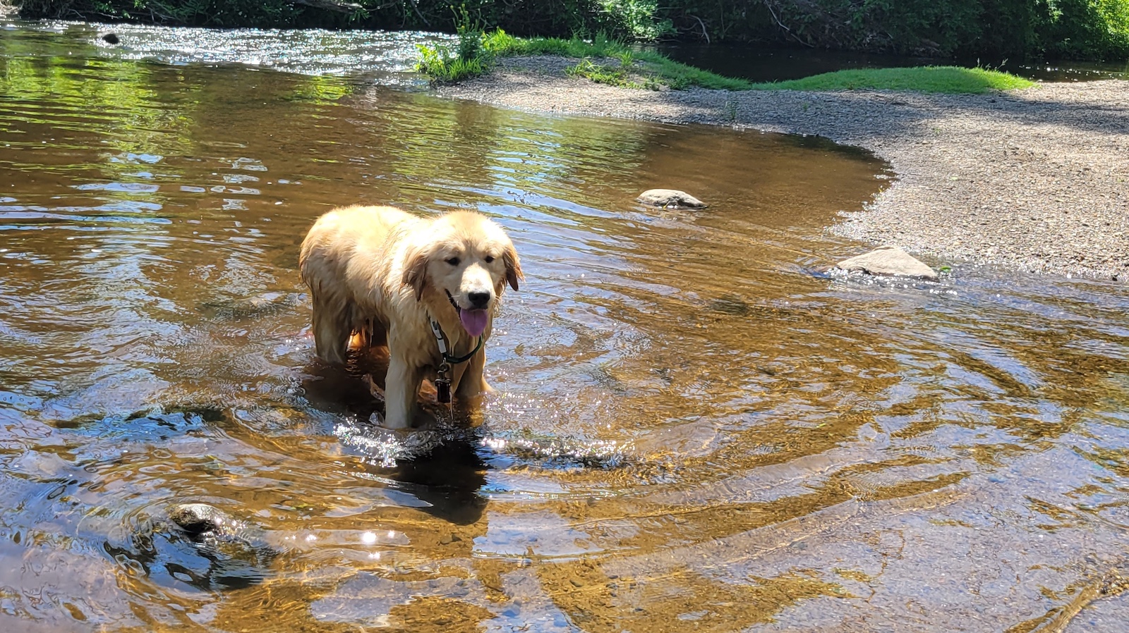 Kneidel, a Golden Retriever
